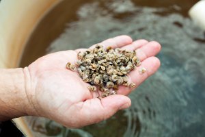 JP-INSLEE2-articleLarge-v2