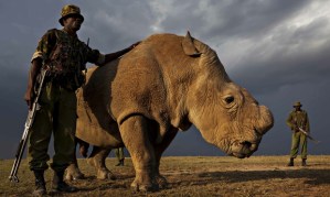 Sudan the last male northern white rhino